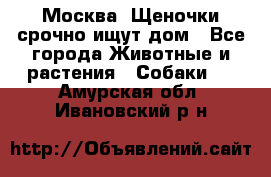 Москва! Щеночки срочно ищут дом - Все города Животные и растения » Собаки   . Амурская обл.,Ивановский р-н